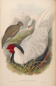 Gennaeus nycthemerus = Lophura nycthemera 作： John Gould